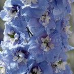 Magic Fontain Skay Blue / White Bee