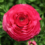 Bloomingdale II Rose Shades