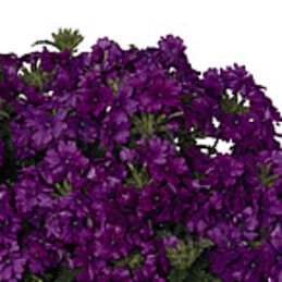 Lindolena Purple