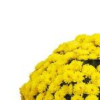 Ourasi Yellow