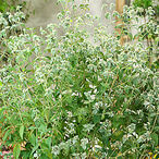 Pycnanthemum muticum